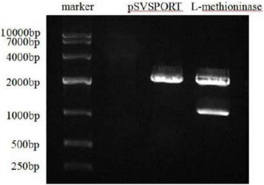 Application of genetically engineered bacterium VNP20009-M to preparation of medicine for treating sarcomas