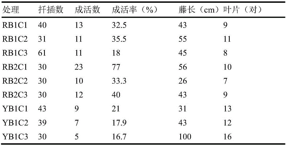 Method of improving cutting survival rate of clematis variety Henry