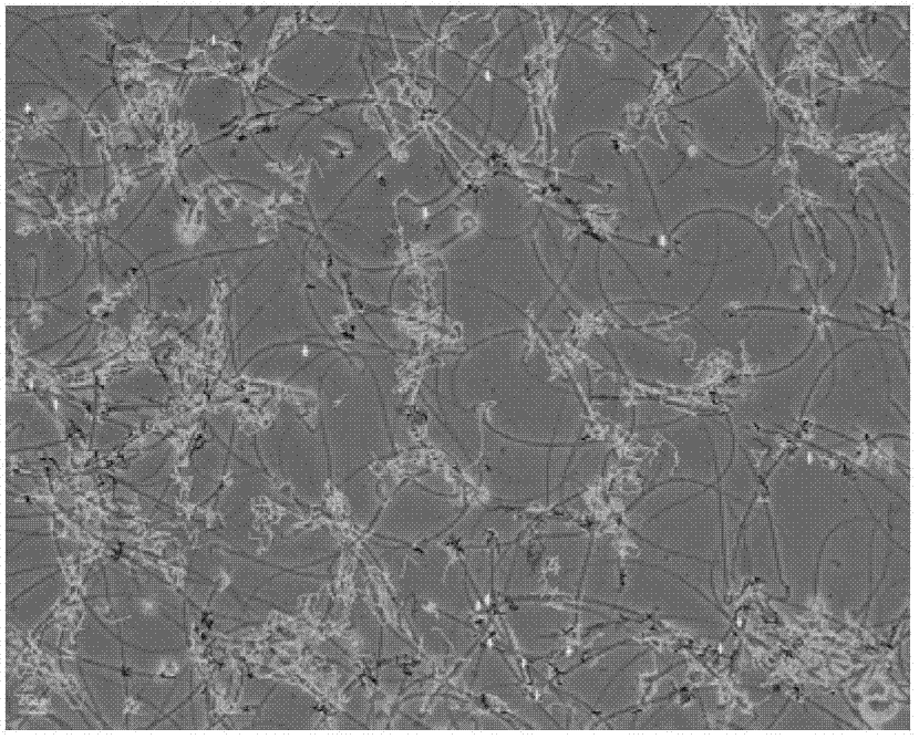 Botanical drug compound recipe for preventing and treating microwave radiation injury