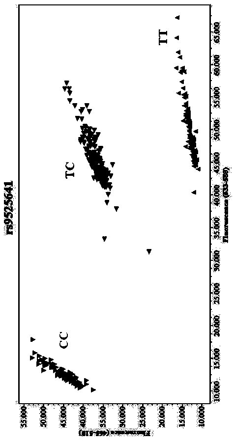 Application of TNFSF11 (tumor necrosis factor superfamily member 11) gene rs9525641 SNP (single nucleotide polymorphism)