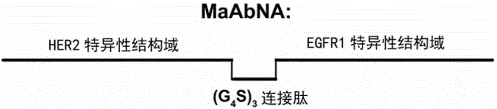 Anti-tumor bispecific miniaturized antibody with double functions of targeting therapy and detection