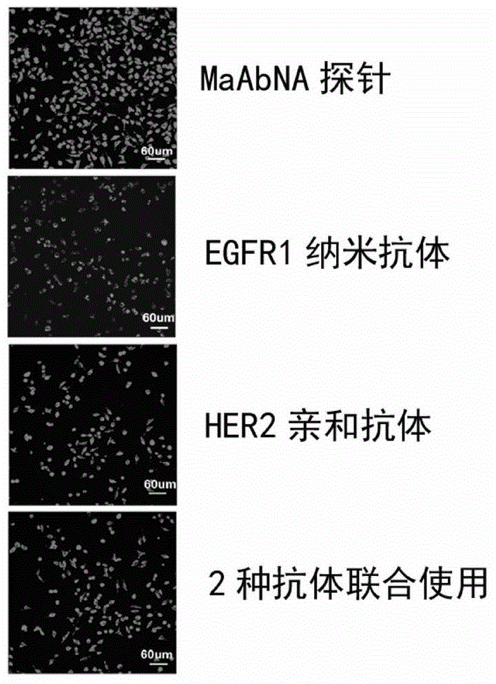 Anti-tumor bispecific miniaturized antibody with double functions of targeting therapy and detection