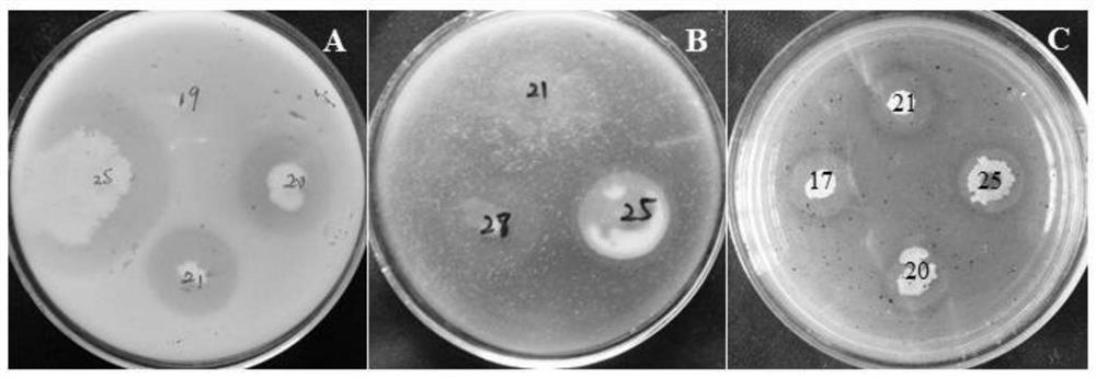 Biocontrol strain YW-1 as well as preparation of biocontrol inoculant and application thereof