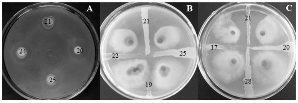 Biocontrol strain YW-1 as well as preparation of biocontrol inoculant and application thereof