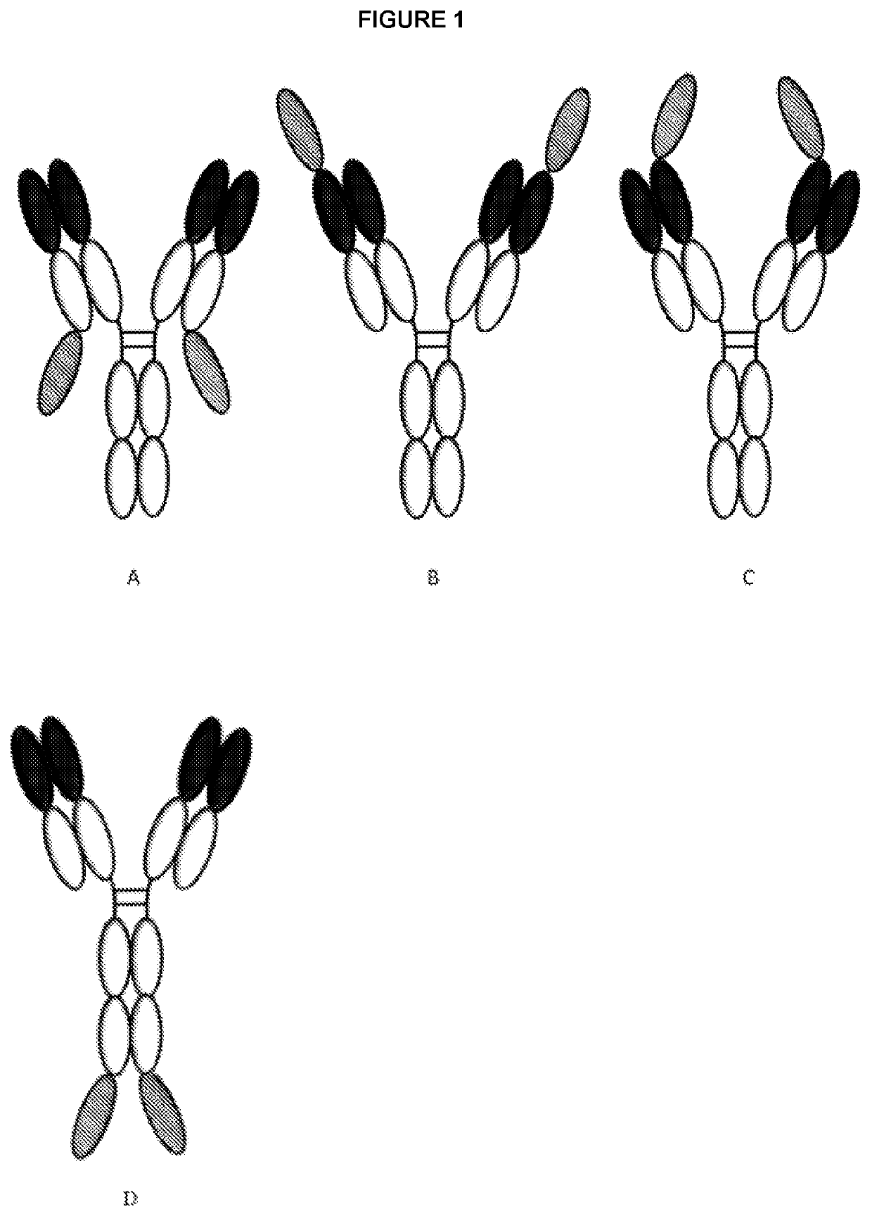 Novel polypeptides