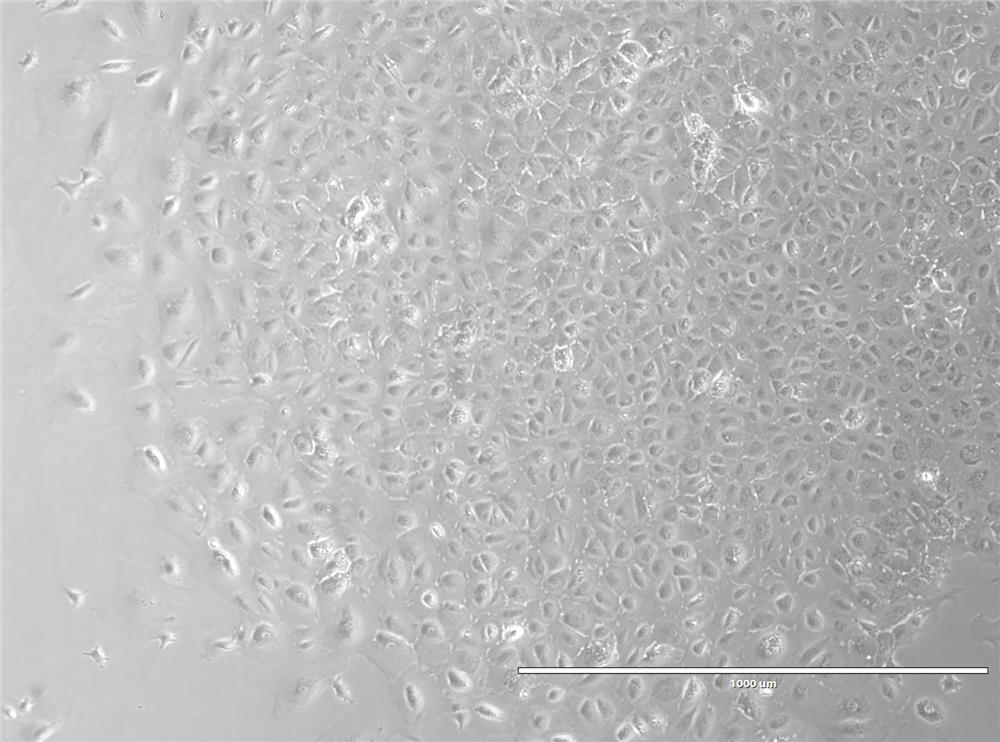 Lamb sheep sustentacular cells as well as separation method and application thereof