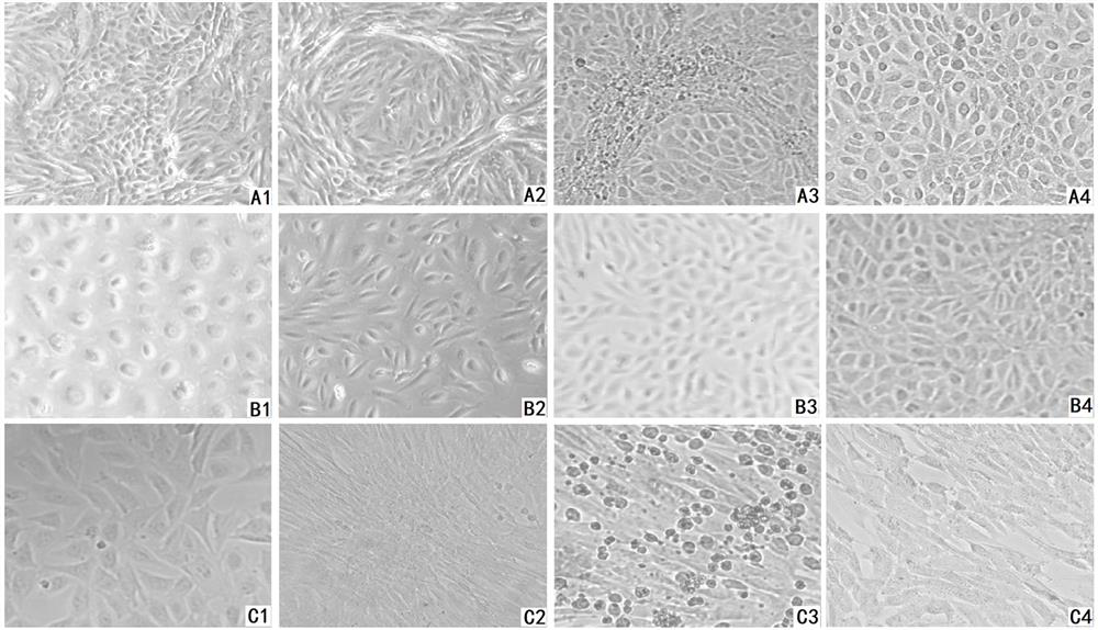 Lamb sheep sustentacular cells as well as separation method and application thereof