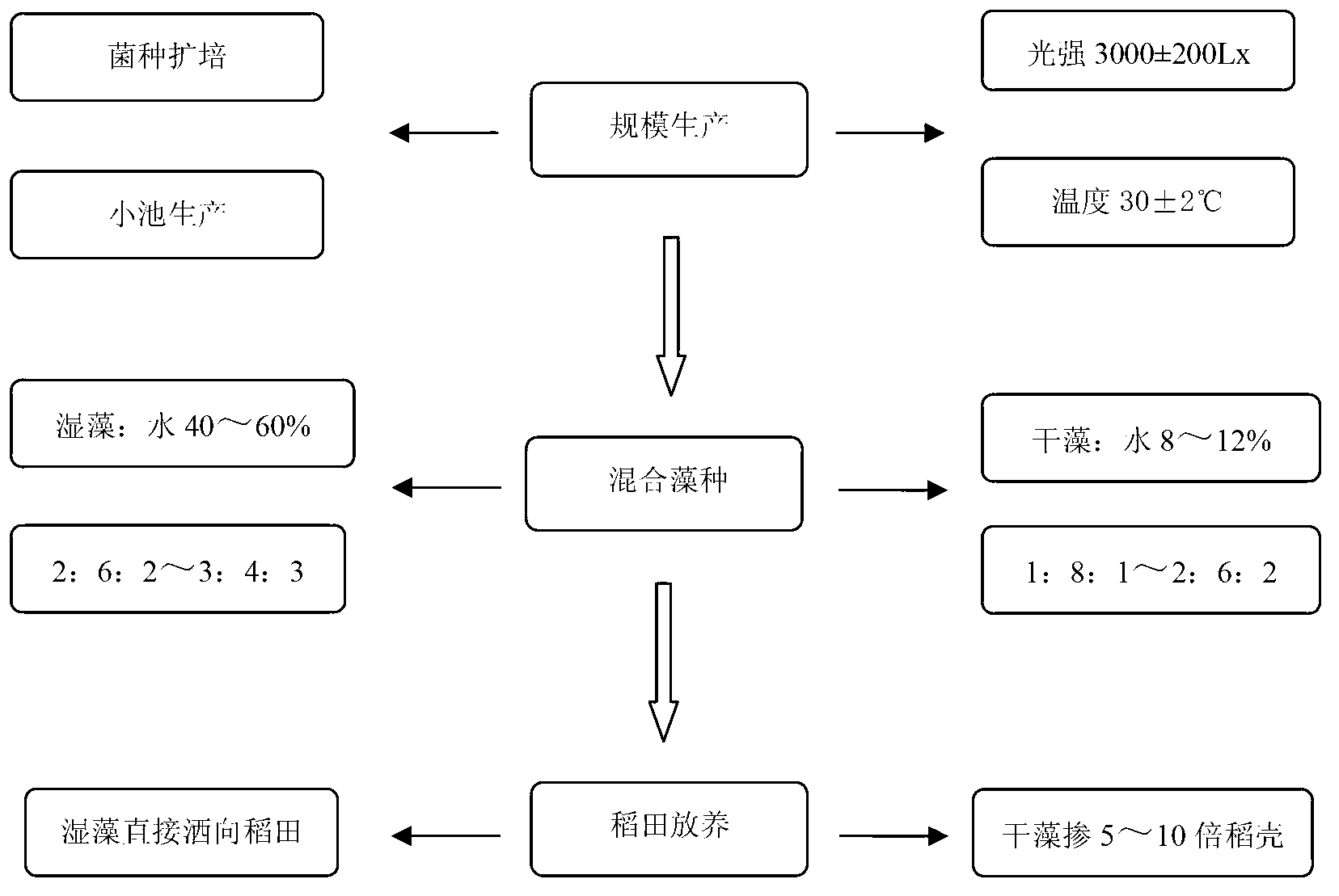 Blue-green alga-rice complex operation nitrogen-fixing and carbon-fixing method