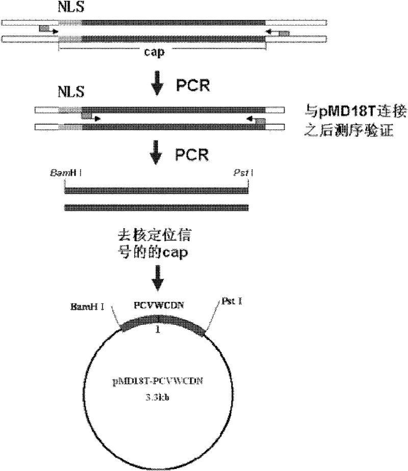 Method for efficiently preparing porcine circovirus type 2 empty capsid particles