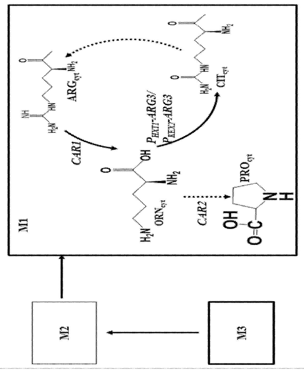 L-ornithine production in eukaryotic cells