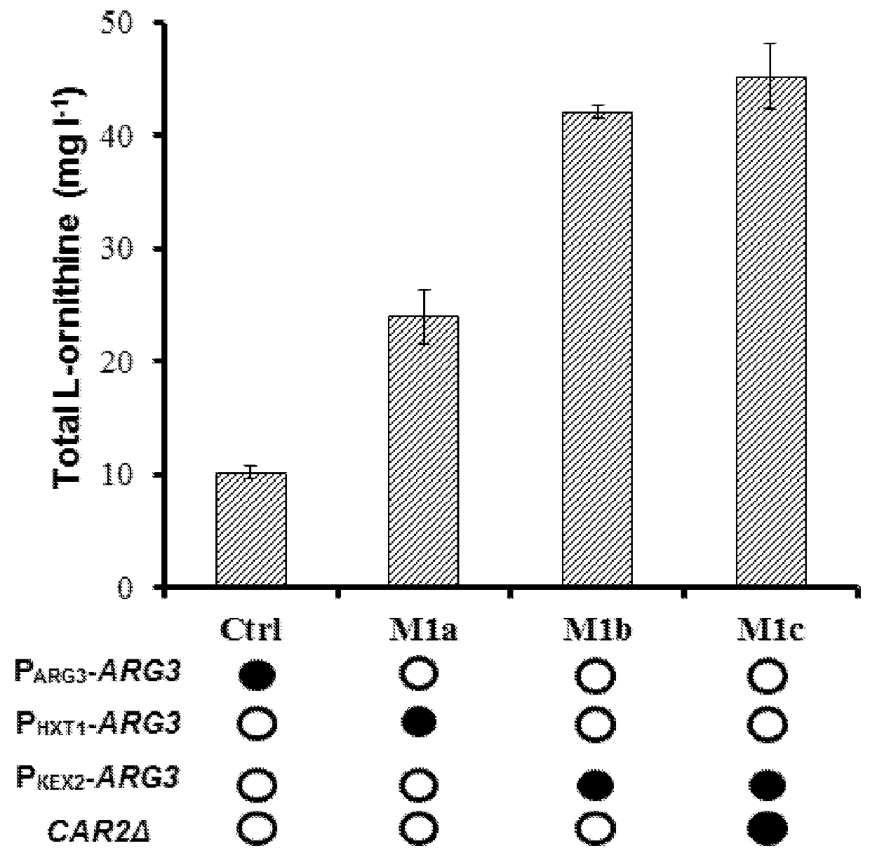 L-ornithine production in eukaryotic cells