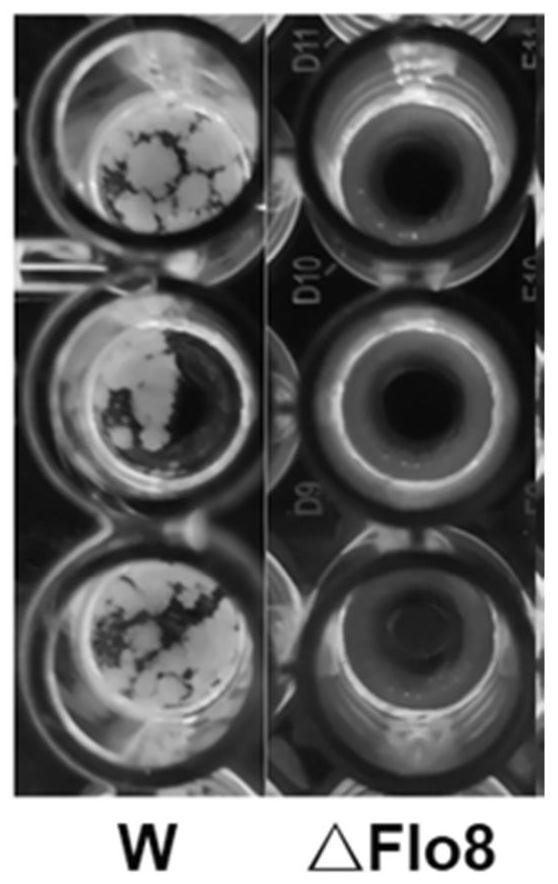 A genetically engineered strain of Saccharomyces cerevisiae and its construction method and application