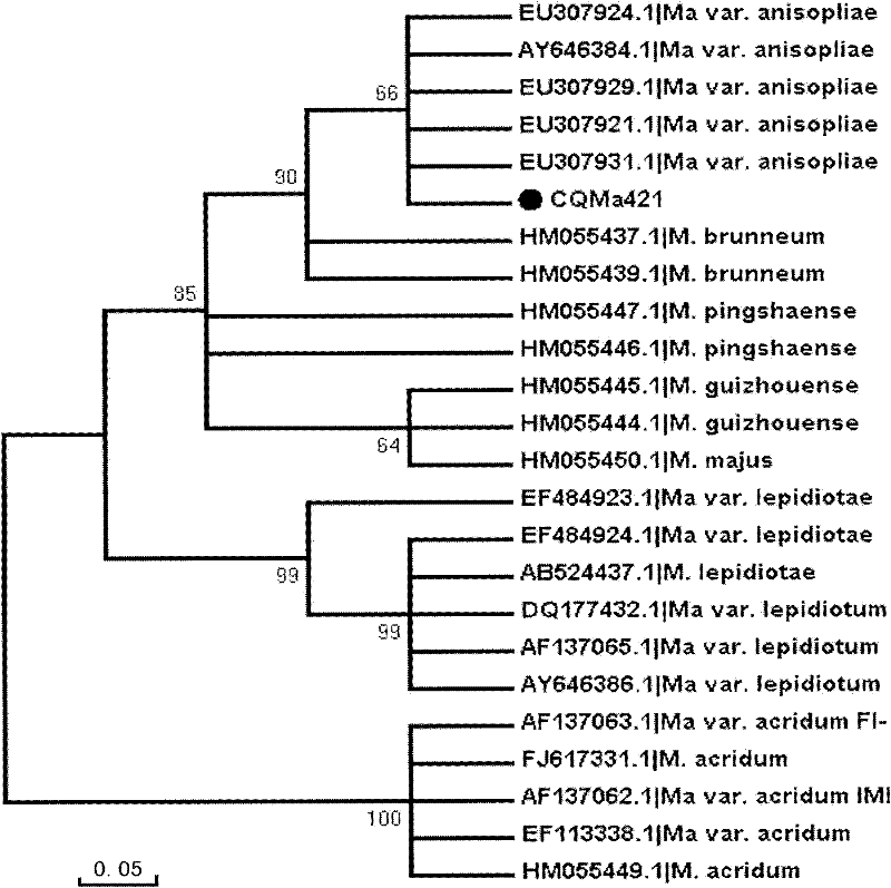 Pesticidal Metarhiziumanisopliaevar. anisopliae strain and application thereof