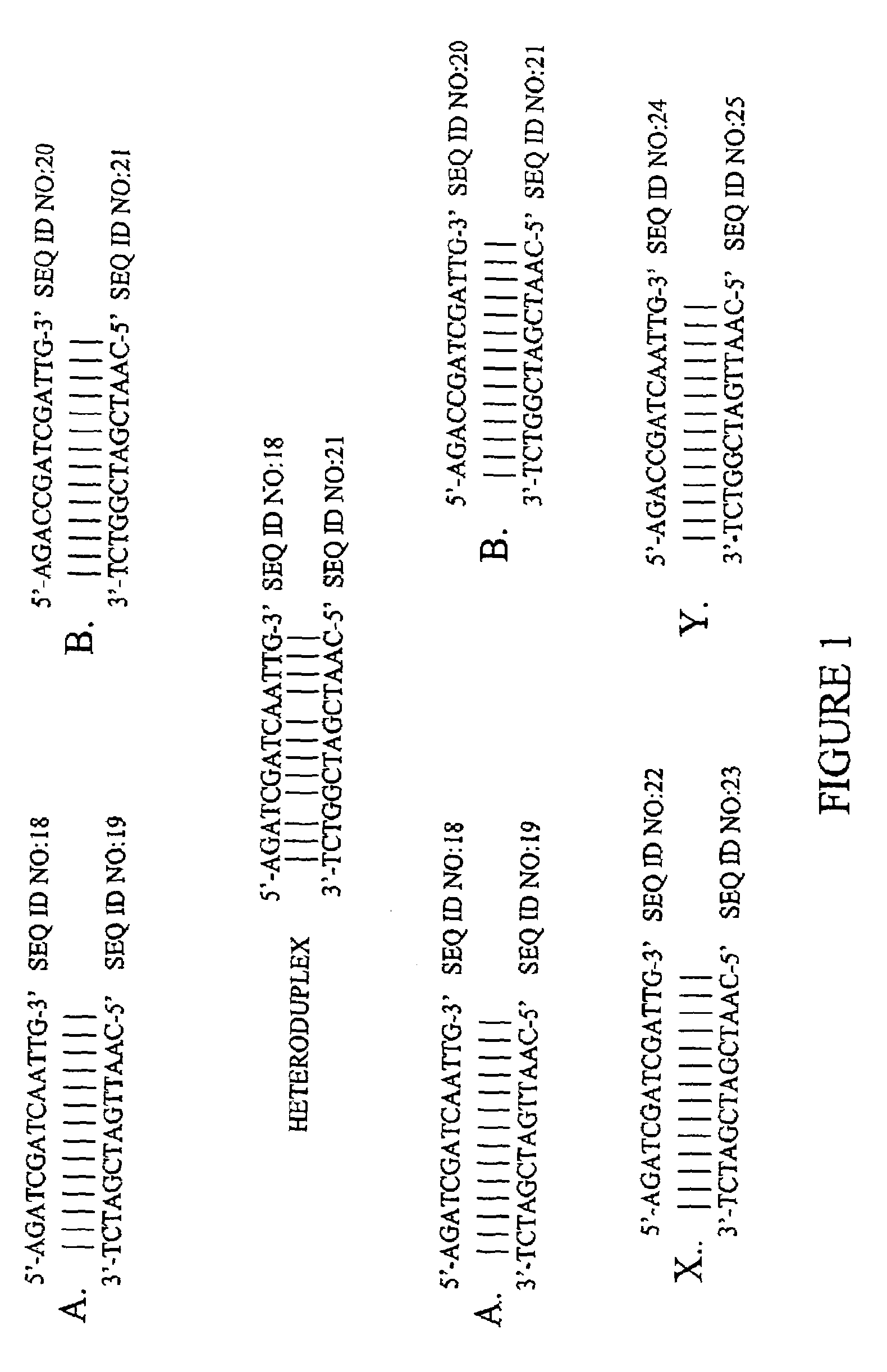 Method of increasing complementarity in a heteroduplex