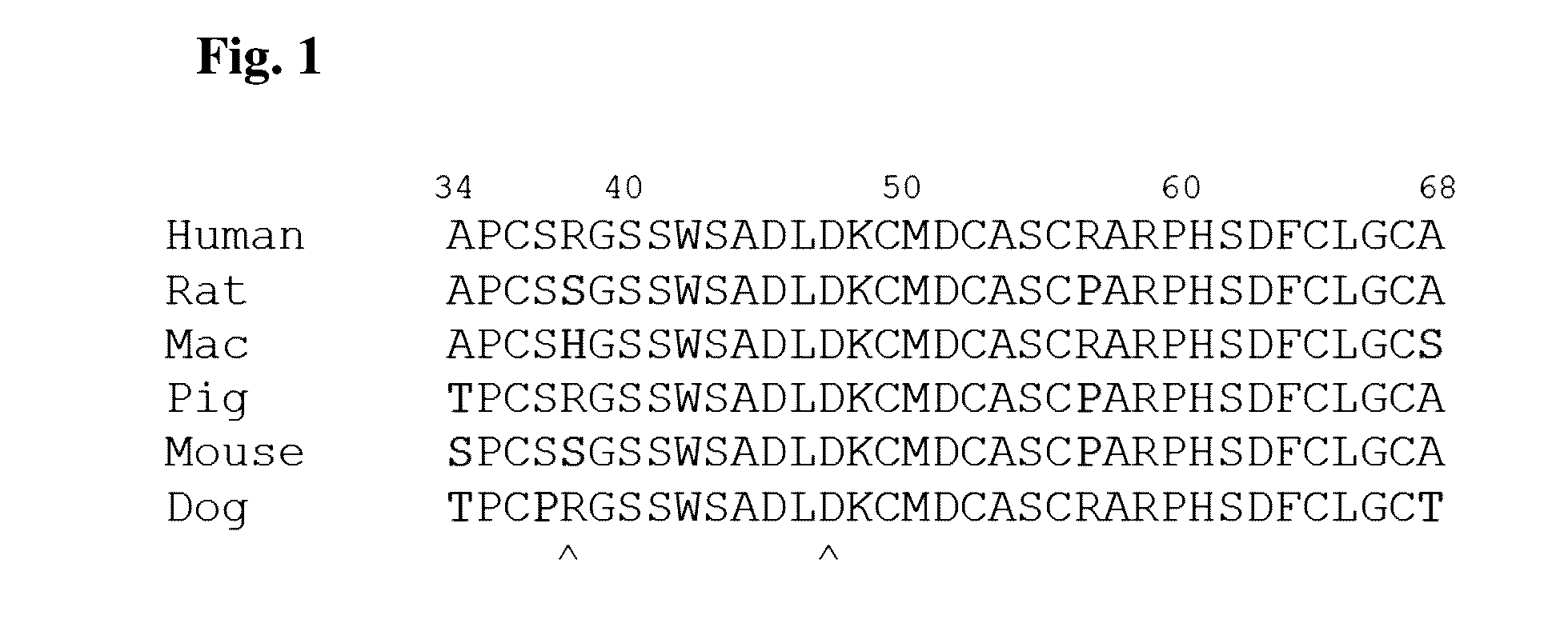 Antibody drug conjugates (ADCS) with kinesin spindel protein (KSP)