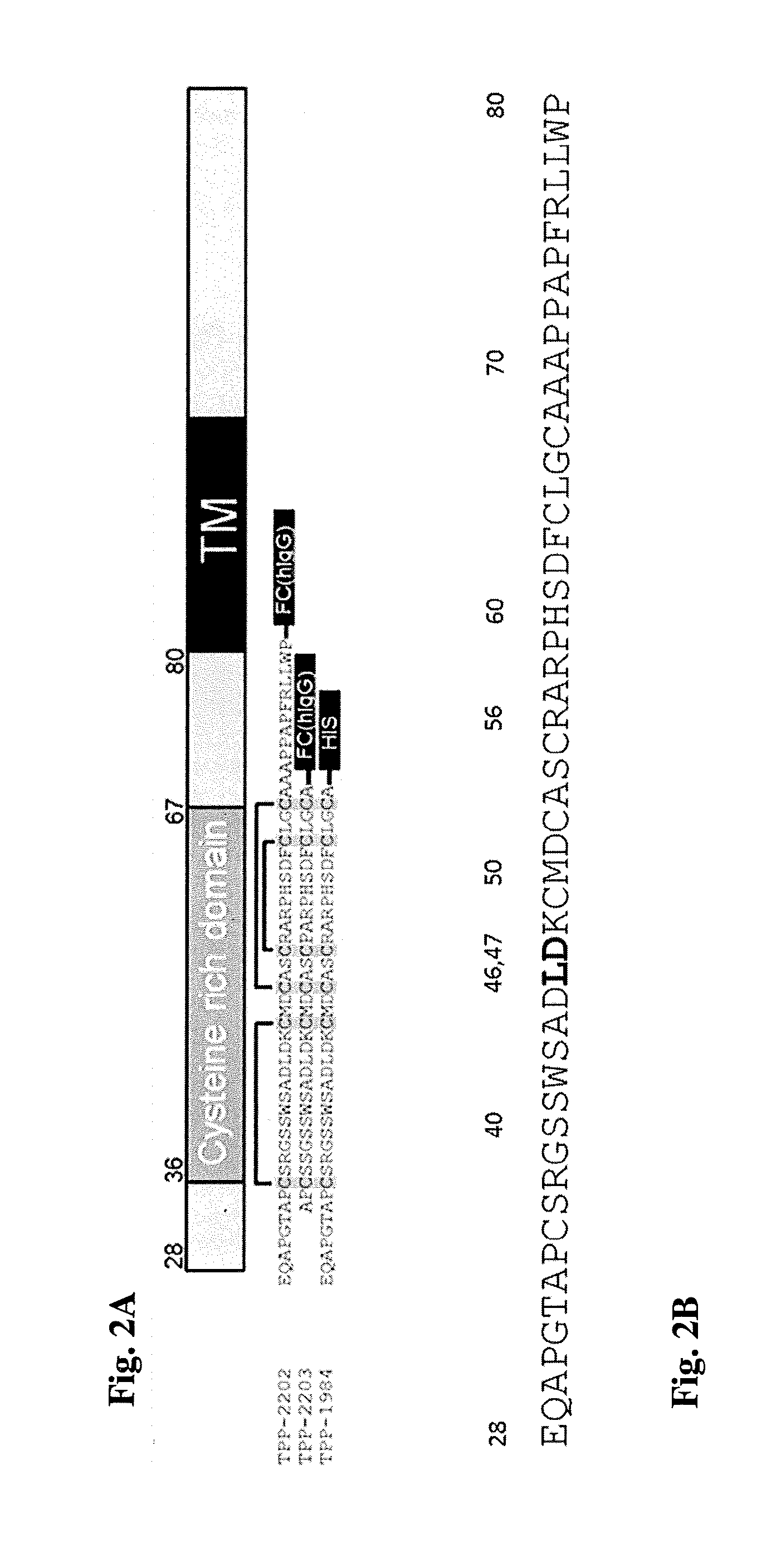 Antibody drug conjugates (ADCS) with kinesin spindel protein (KSP)