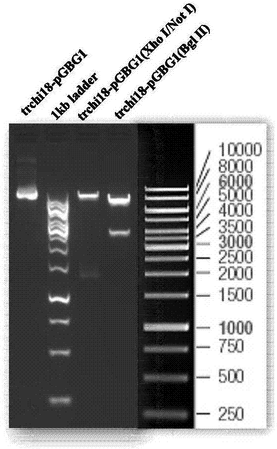 Trichoderma reesei chitinase and preparation method and applications thereof