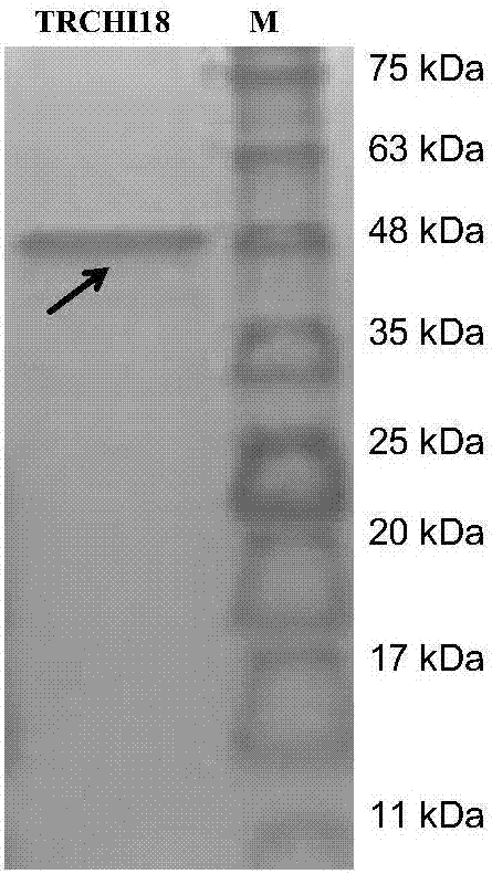 Trichoderma reesei chitinase and preparation method and applications thereof