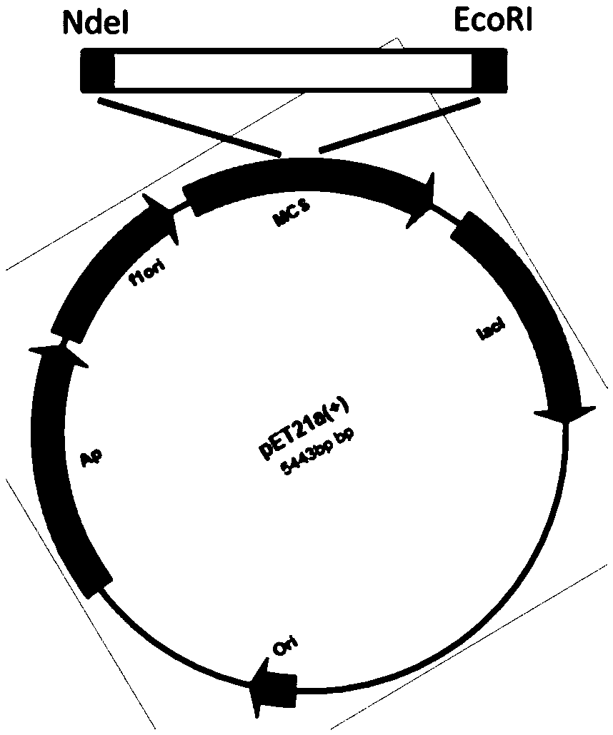 Preparing and detecting method for bacterium phosphopantetheinyl transferase antibody