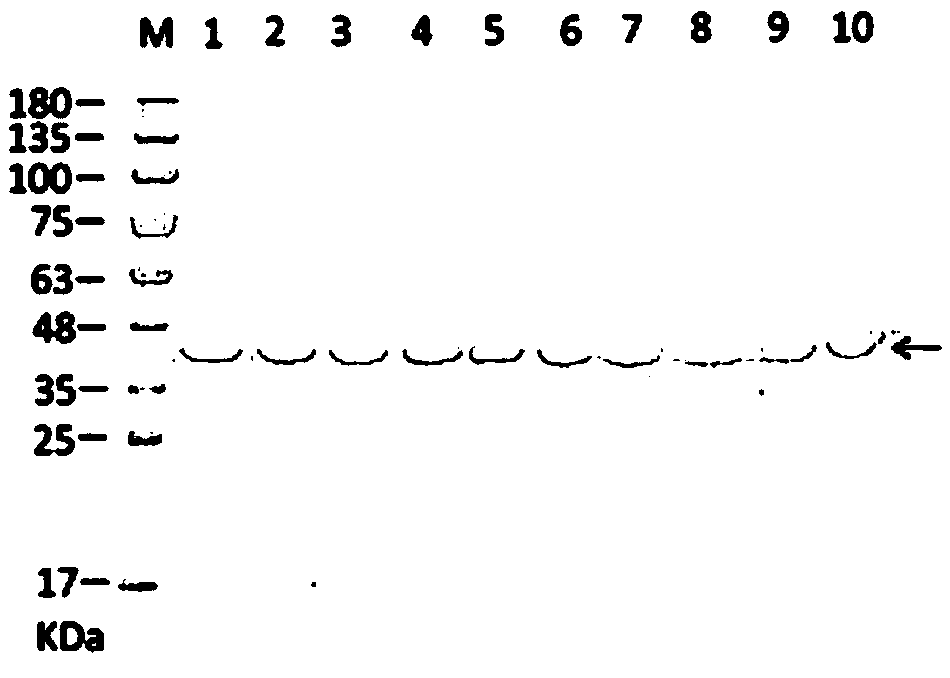 Preparing and detecting method for bacterium phosphopantetheinyl transferase antibody