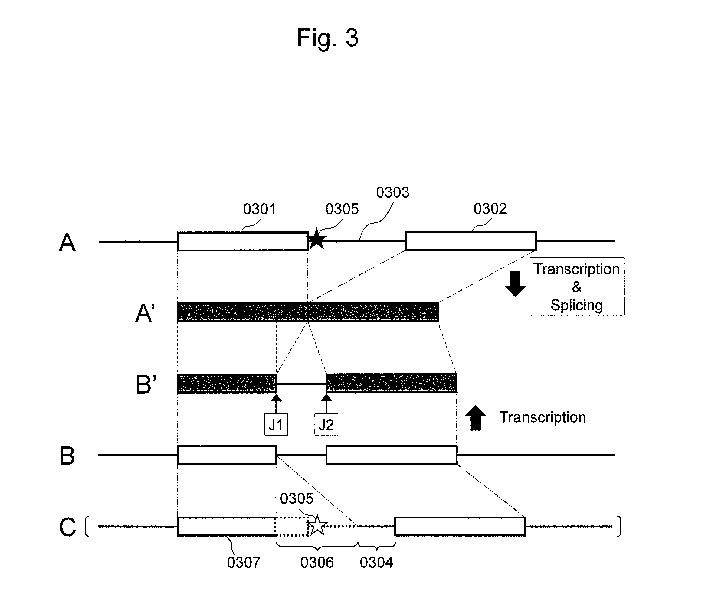 Agent for suppressing expression of dominant mutant gene