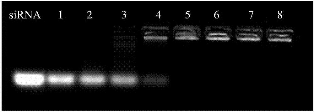 SiRNA-loaded MSR-1 magnetosome compound and preparation method thereof