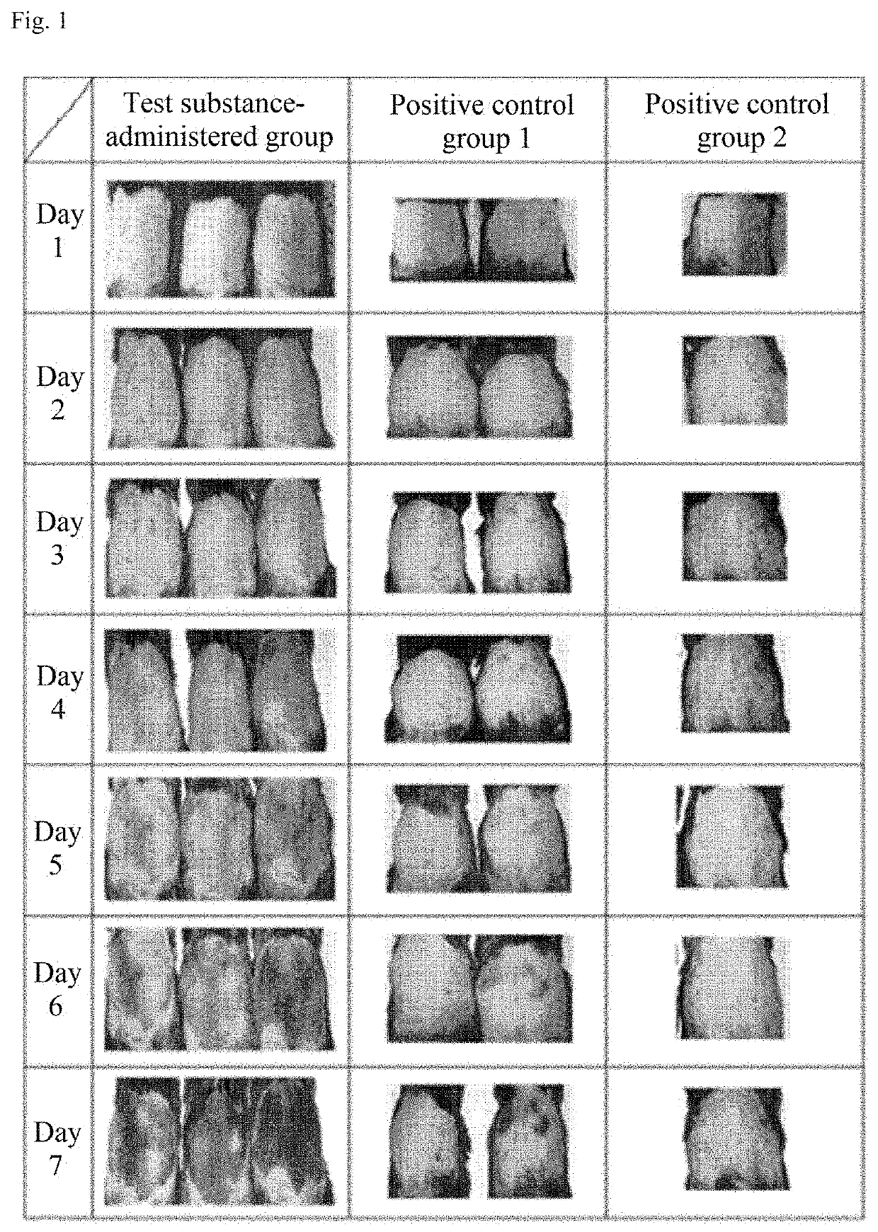 Composition for preventing hair loss and stimulating hair-growth