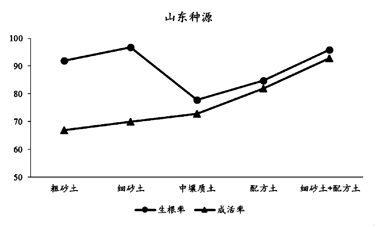 Strong root matrix for cutting seedlings and cutting method