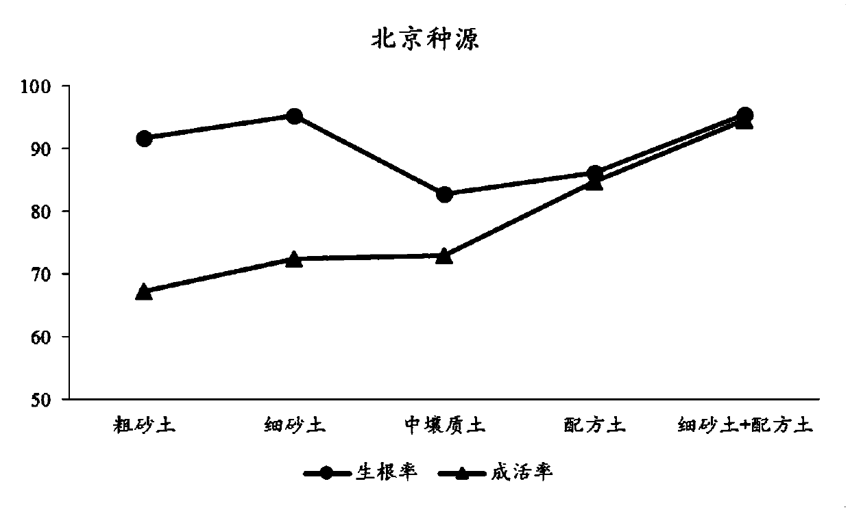 Strong root matrix for cutting seedlings and cutting method