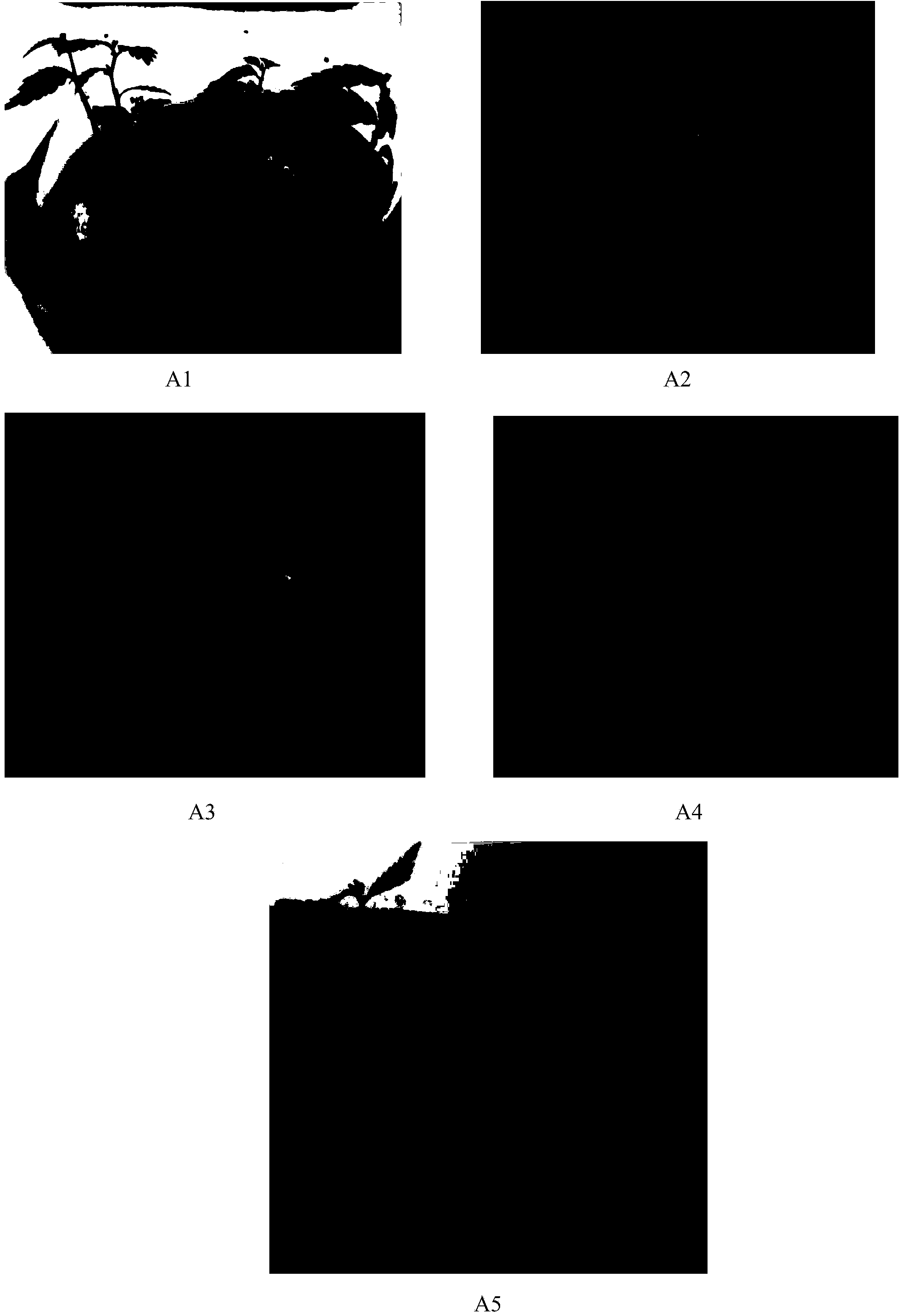 Subculture medium for saline/alkaline-tolerant fast-growing ulmus pumila tissue culture seedling