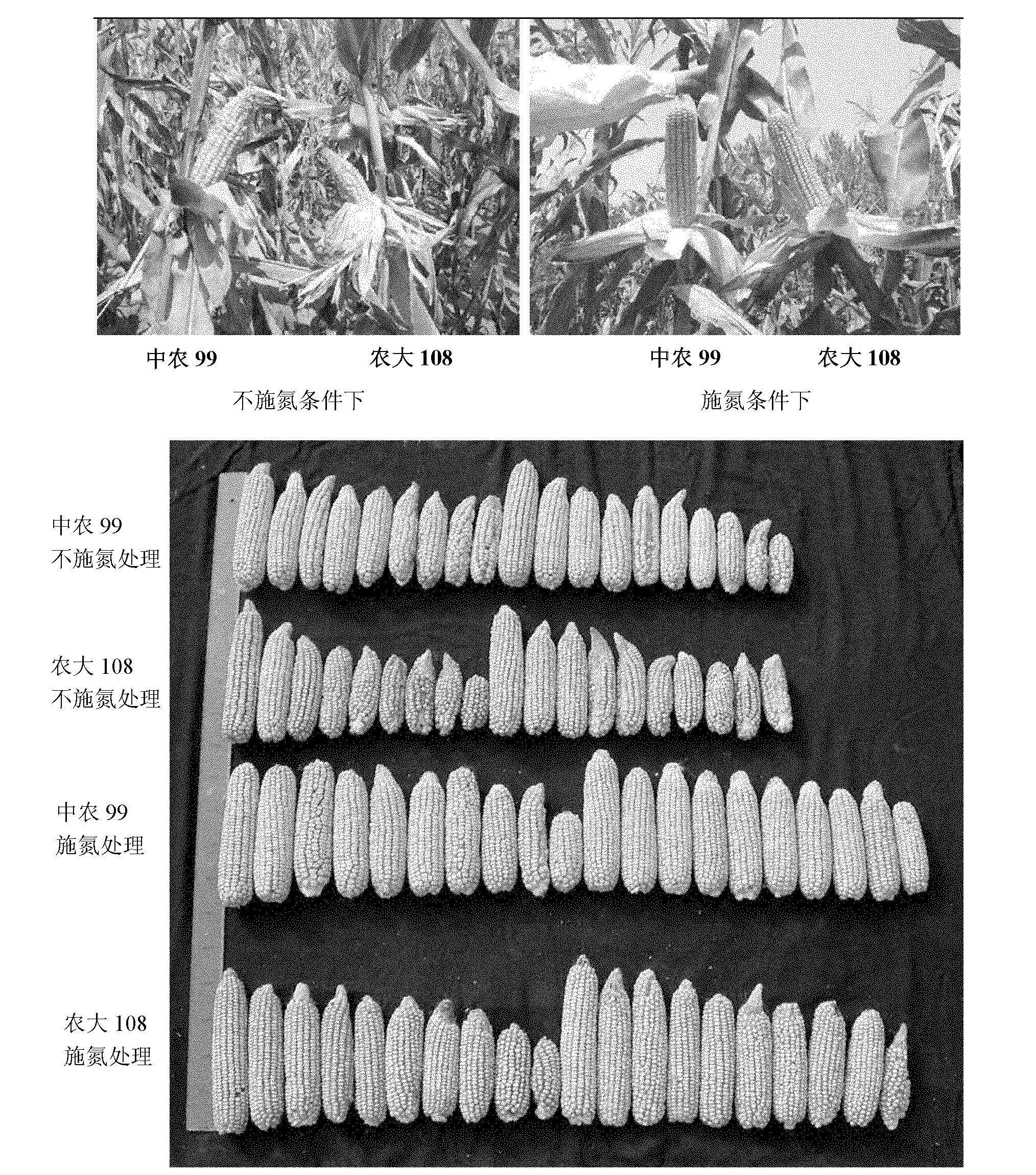 Hybrid seed production method for nitrogen efficient maize