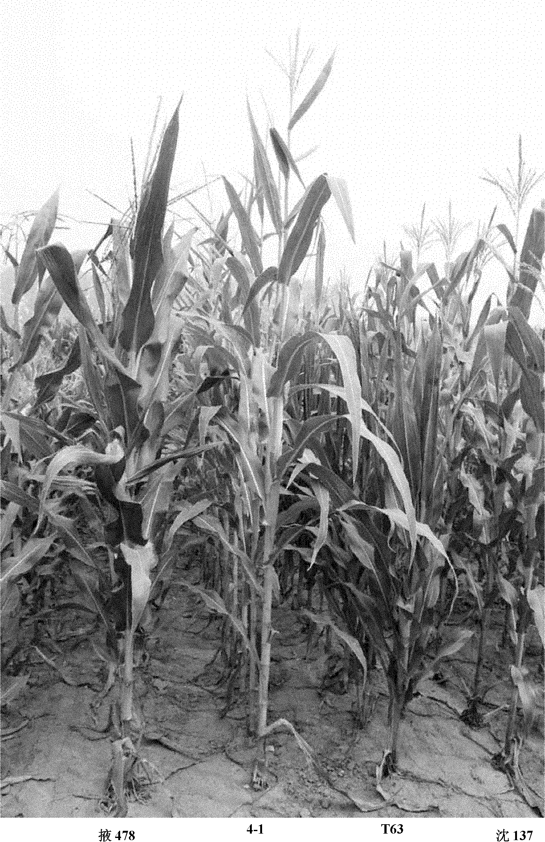 Hybrid seed production method for nitrogen efficient maize