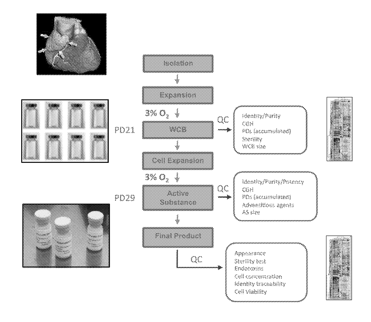 Adult cardiac stem cell population