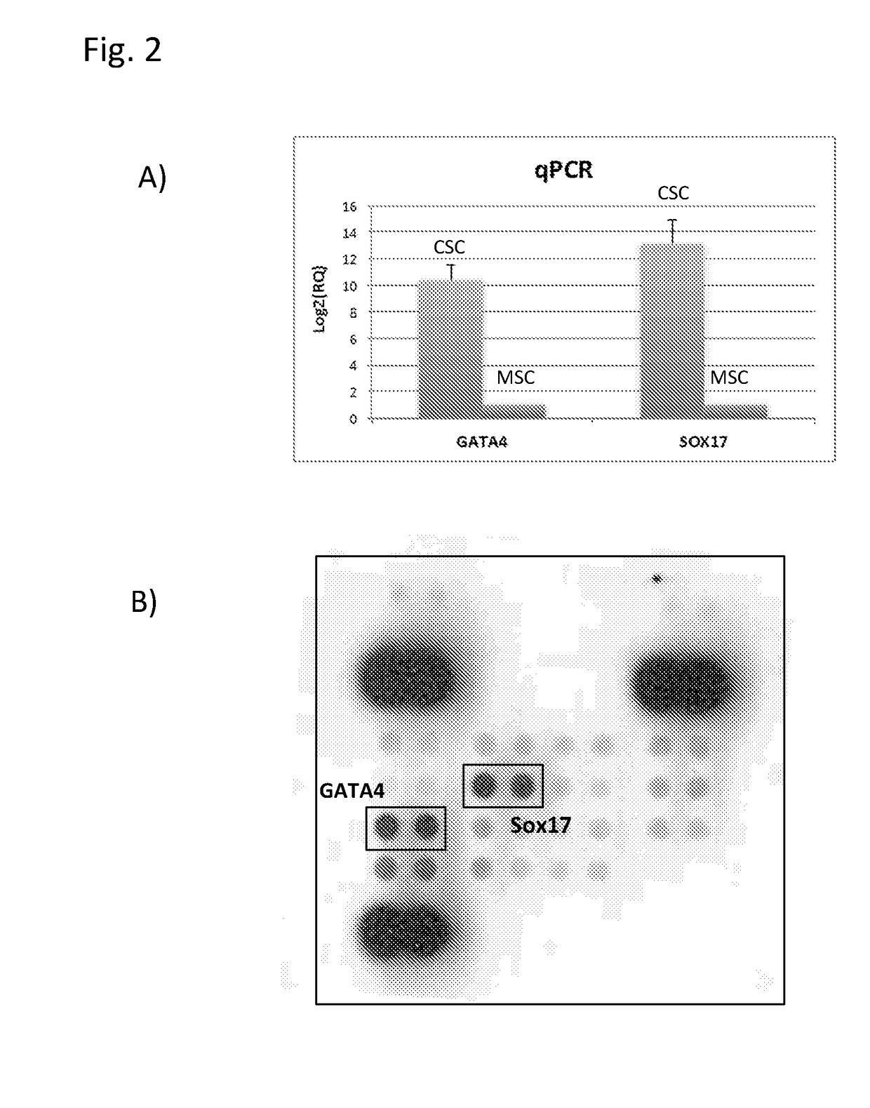 Adult cardiac stem cell population