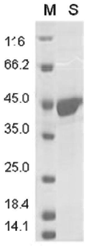 Keratin BD-3, preparation method, pharmaceutical composition and application thereof