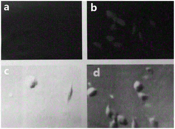 Application of salicylhydroxamic acid to detection of hypochlorite