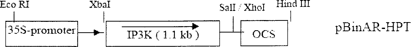 Application of polyphosphoinositide 6-3/kinase gene in plant salt resistance