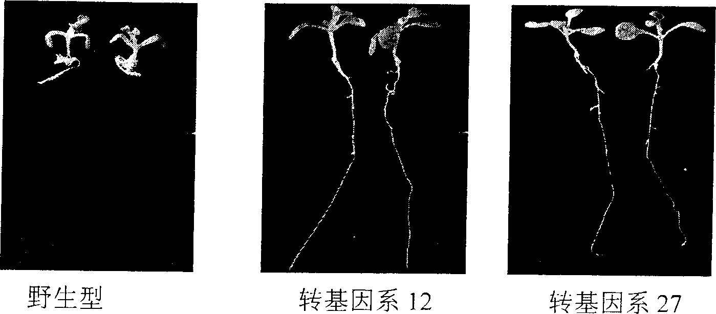 Application of polyphosphoinositide 6-3/kinase gene in plant salt resistance