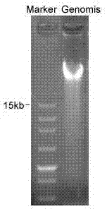 Coding gene of swainsonine degrading enzyme and application thereof