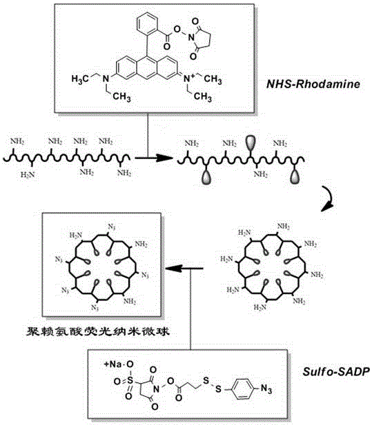 A multi-purpose polylysine fluorescent self-assembled nano-microsphere carrier and its preparation method and application