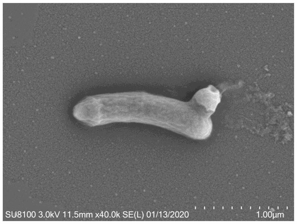 BCG (bacillus calmette-guerin) vaccine complex combined with nano drug carrier and preparation method of BCG vaccine complex