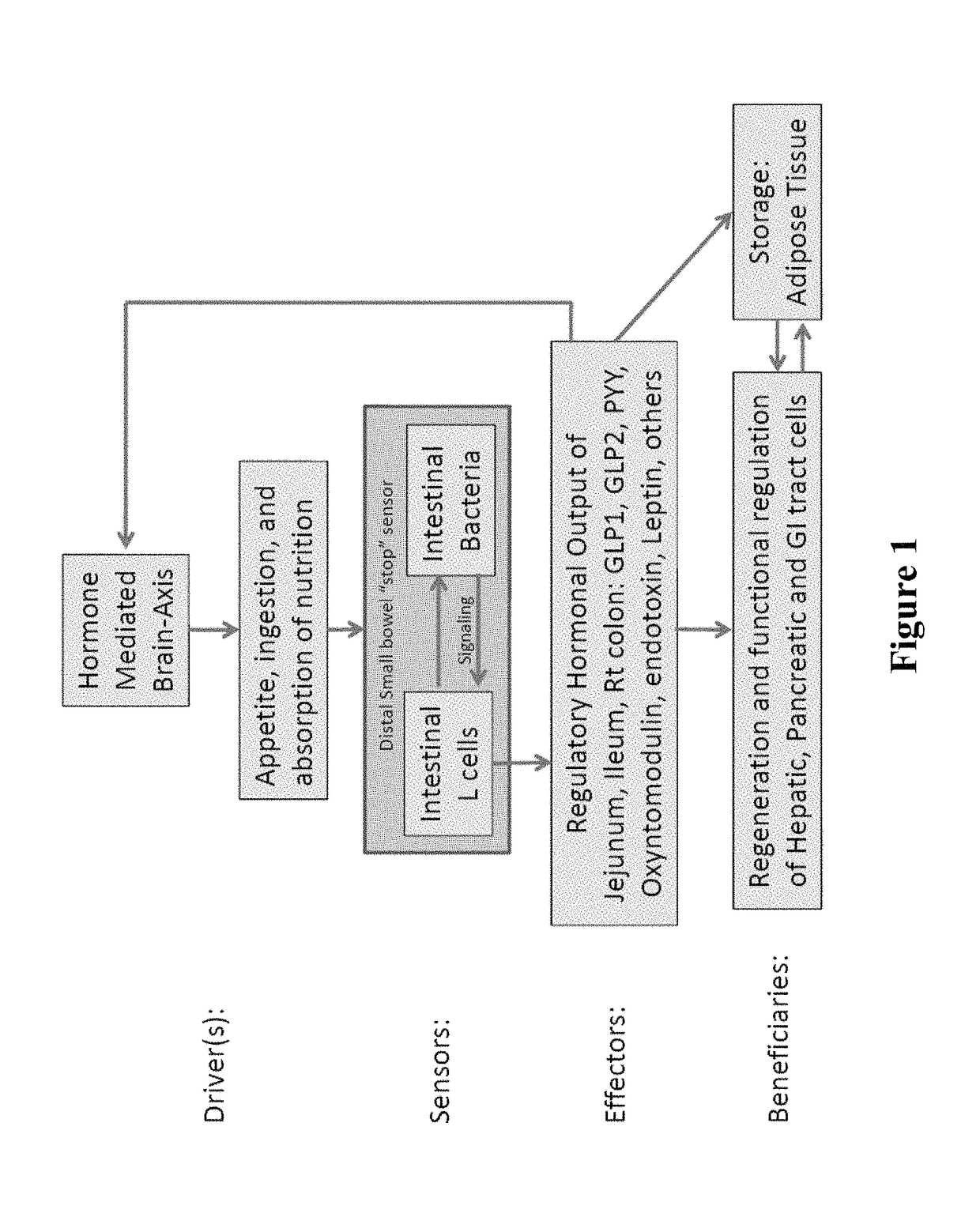 Targeted gastrointestinal tract delivery of probiotic organisms and/or therapeutic agents