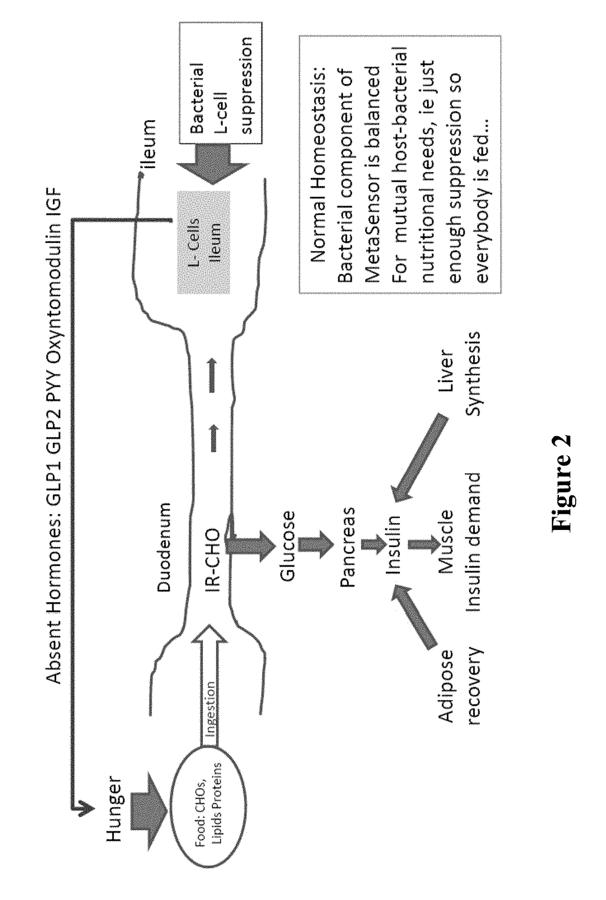 Targeted gastrointestinal tract delivery of probiotic organisms and/or therapeutic agents