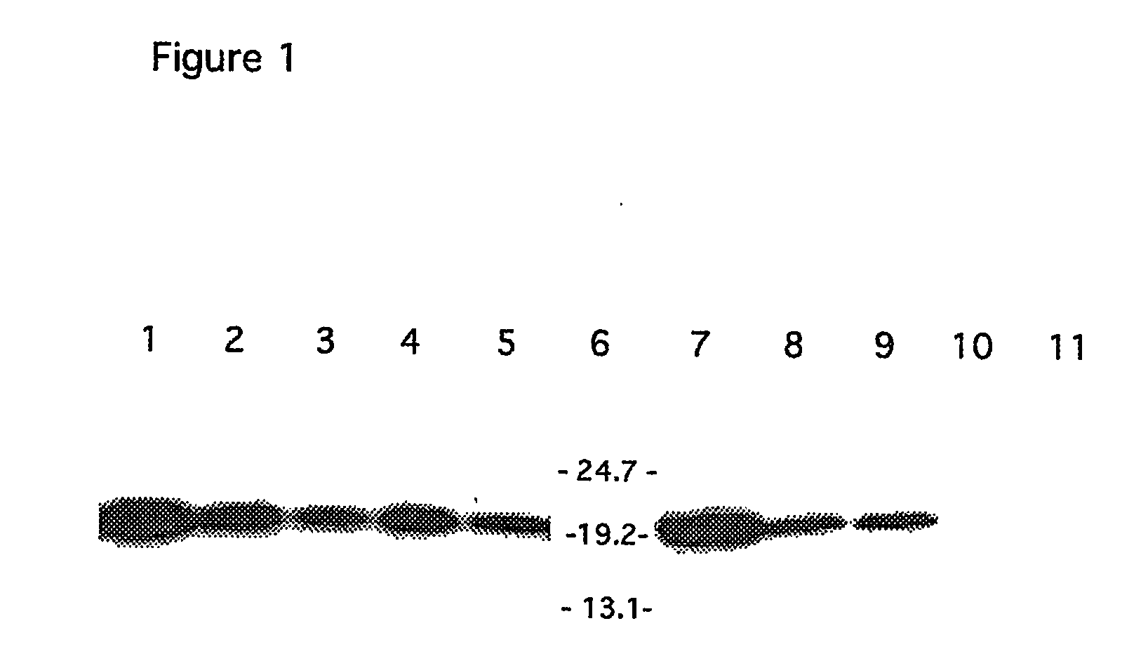 Truncated baff receptors