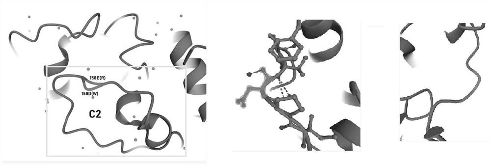 Method for producing L-ornithine by immobilized enzyme method