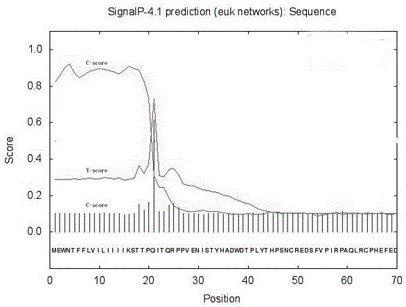 Eukaryotic expression method of fish viral hemorrhagic septicemia virus G gene