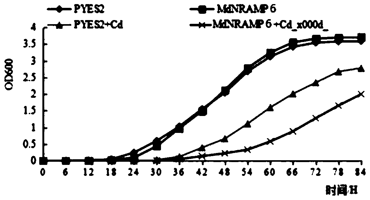 Method for improving sensitivity of nicotiana tabacum to cadmium