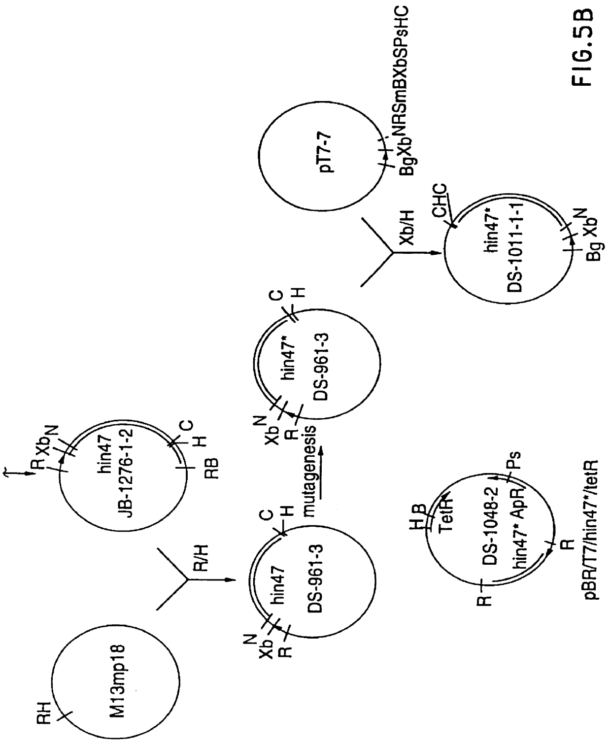 Analog of haemophilus Hin47 with reduced protease activity