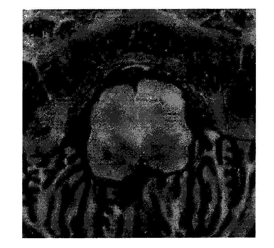 Digital human serial section image segmentation method based on geometric active contour target tracking