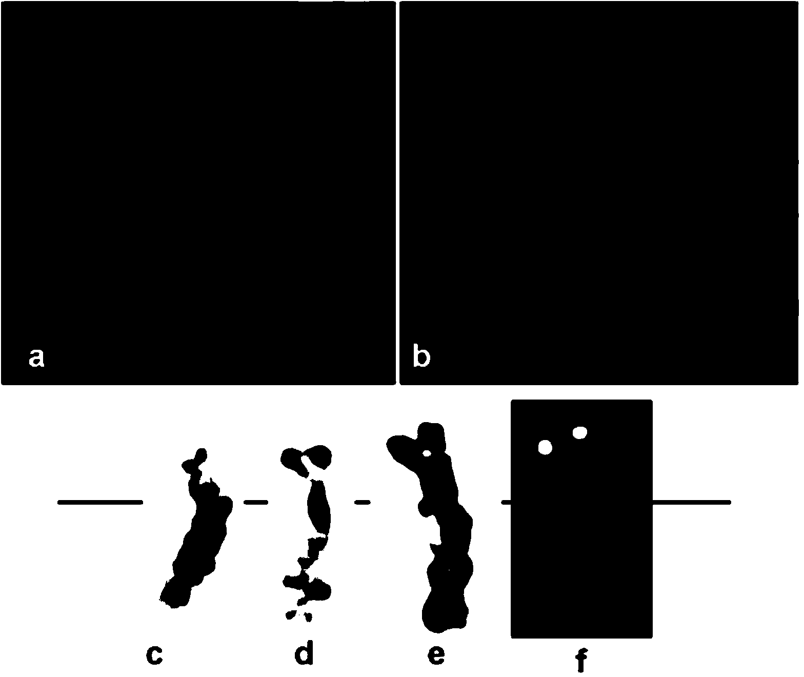 Breeding and identifying method of soft and powdery mildew resistant triticum aestivum-Dasypyrum villosum translocation line